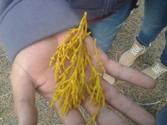 Arceuthobium globosum