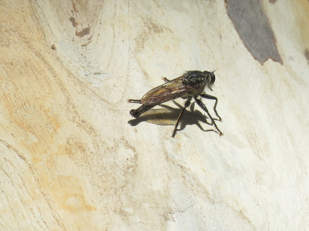 Zosteria calignea