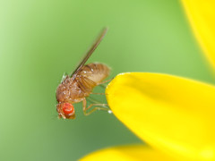 Drosophila tripunctata