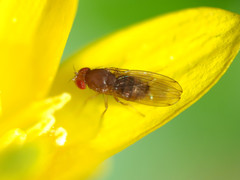 Drosophila tripunctata