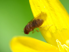 Drosophila tripunctata