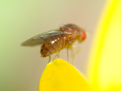 Drosophila tripunctata