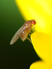 Drosophila tripunctata