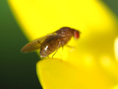 Drosophila tripunctata