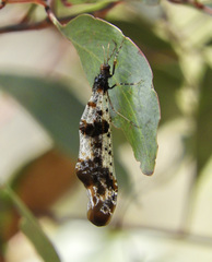 Periclystus circuiter