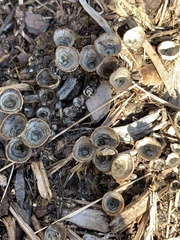 Cyathus
