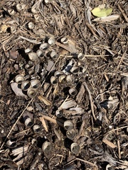 Cyathus