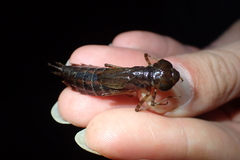 Anax aurantiacus