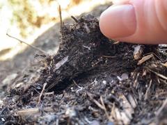 Cyathus