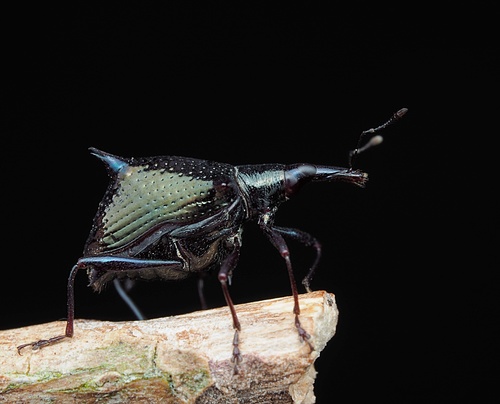Scolopterus aequus photo 3