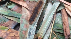 Spilarctia subcarnea