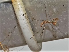Polyspilota aeruginosa