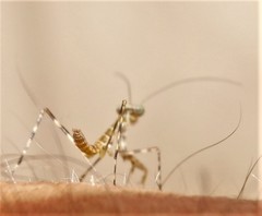 Polyspilota aeruginosa