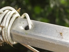 Polyspilota aeruginosa