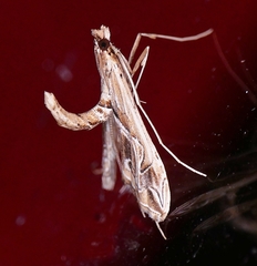 Lineodes fontella