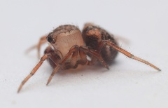 Phycosoma oecobioides