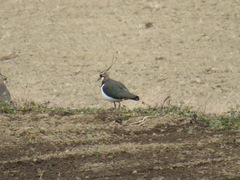 Vanellus vanellus