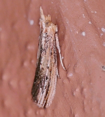 Ancylostomia stercorea