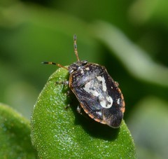 Pseudapines geminata