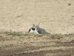 Vanellus vanellus
