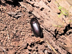 Uloma tenebrionoides