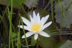 Nymphaea pulchella