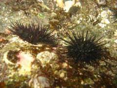 Echinometra vanbrunti