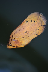 Lobotes surinamensis
