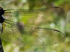 Somatochlora sahlbergi