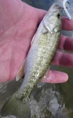 Micropterus treculii