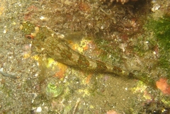 Malacoctenus