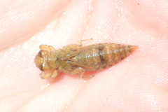 Paragomphus capricornis