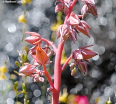 Echeveria dactylifera