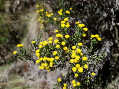 Helichrysum parvifolium