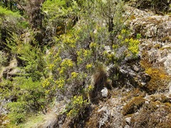 Helichrysum parvifolium