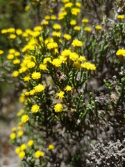 Helichrysum parvifolium