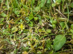 Ranunculus amphitrichus