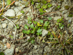 Ranunculus amphitrichus