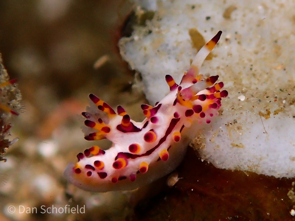 Sunset Knobbed Dorid