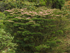 Calliandra pittieri