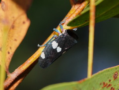 Eurymela distincta