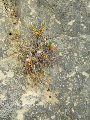 Vittadinia australis