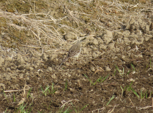 Siberian Pipit (Anthus japonicus), photo 3