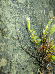 Vittadinia australis