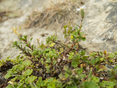 Vittadinia australis
