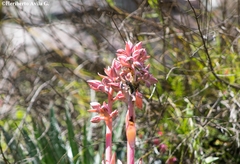 Echeveria dactylifera