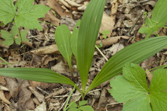 Veratrum maackii