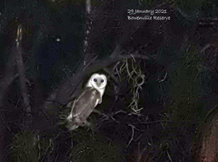 Tyto alba delicatula