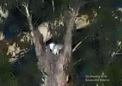 Tyto alba delicatula