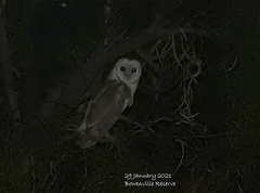 Tyto alba delicatula